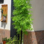 Large Artificial Bamboo Palm