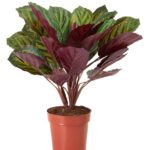 Red Calathea Artificial Plant