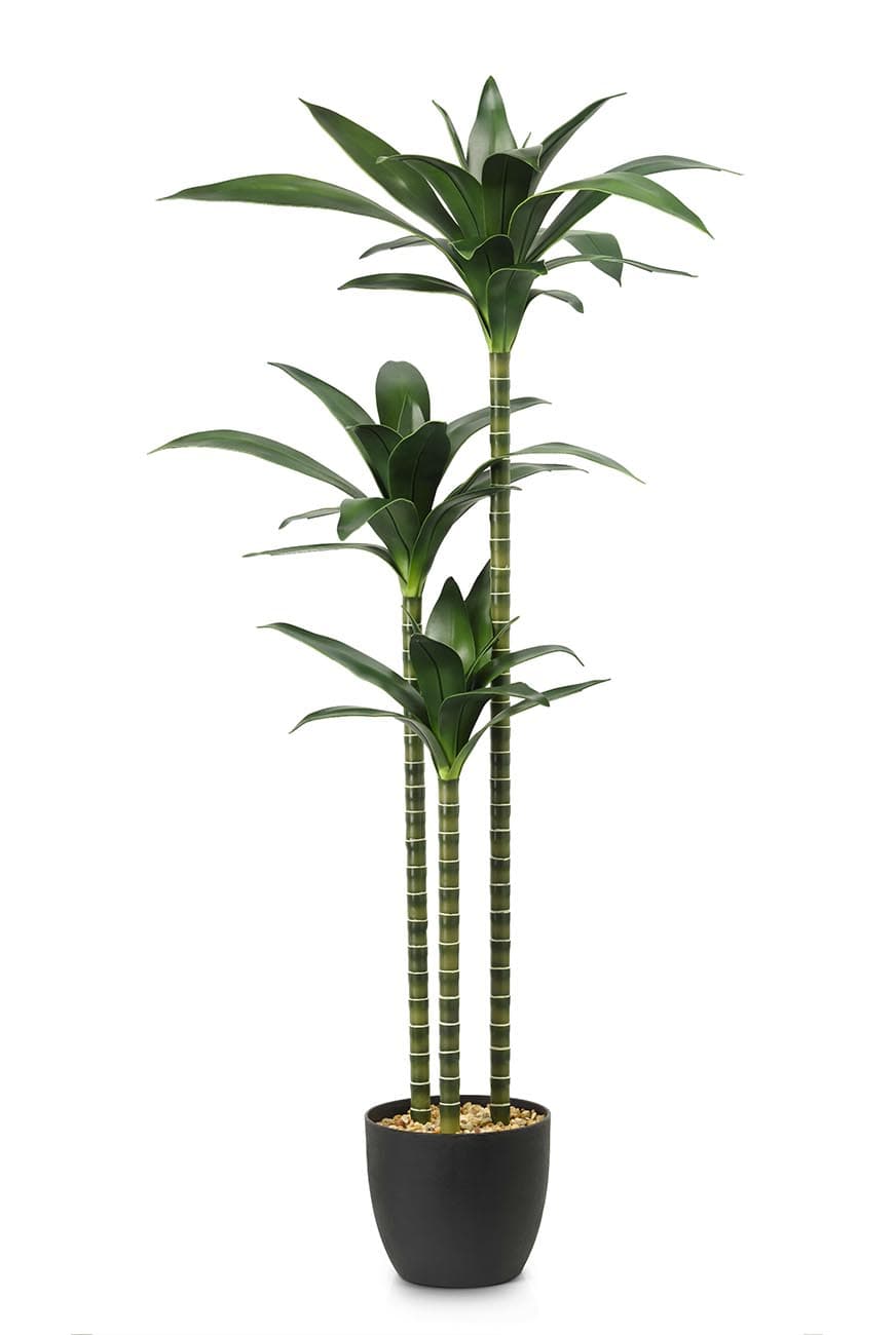 art_dracean_jannet_craig-3pp_-150-2.jpg Three-Stem Janet Craig Artificial Dracaena - Image 1