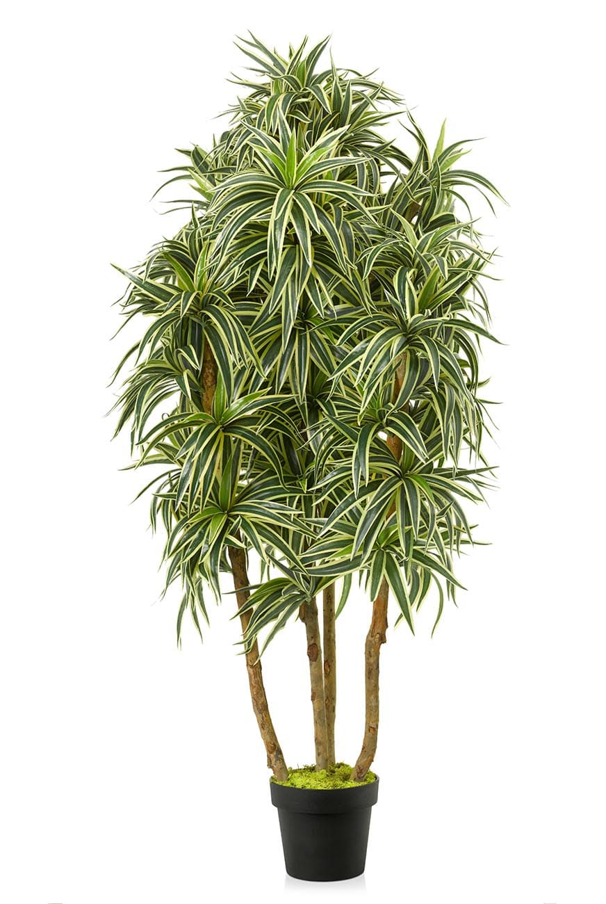 art_draceana_song_of_india_branched-_150-2.jpg Branched Song of India Artificial Dracaena - Image 1