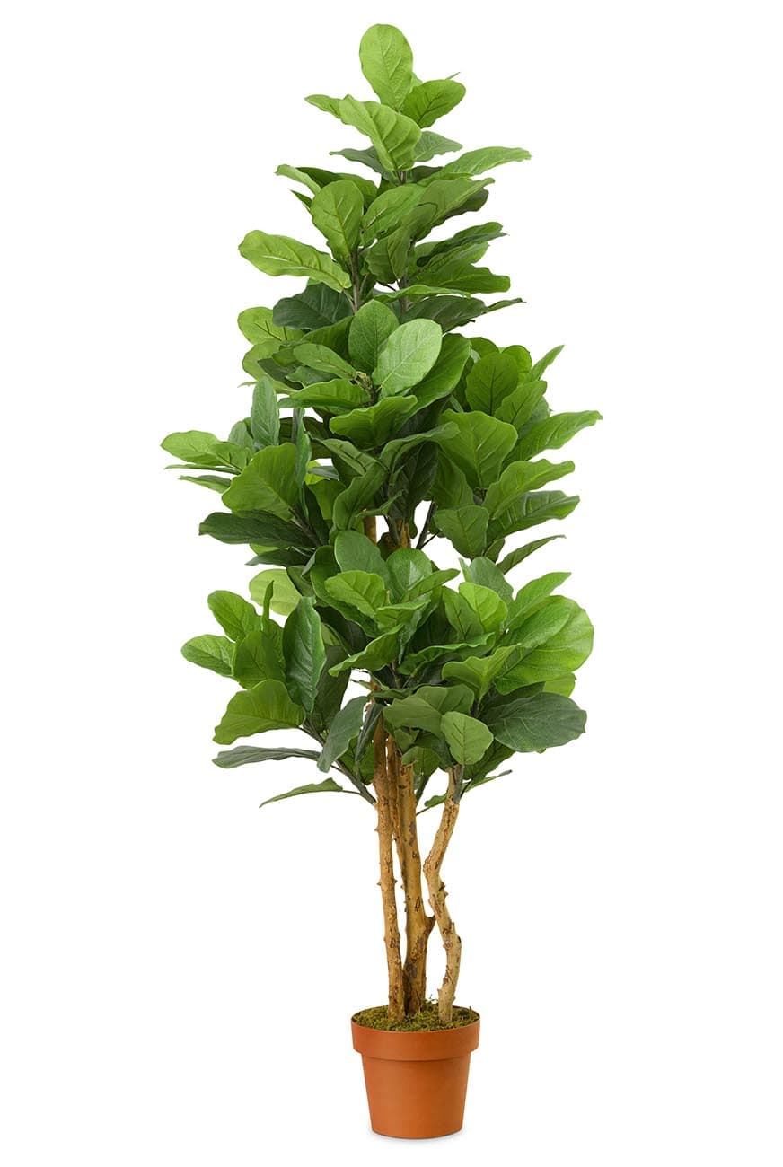 art_ficus_lyrata_multistem-150-2.jpg Multi-Stem Artificial Fiddle Leaf Fig Tree - Image 1