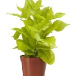 Trailing Golden Pothos Artificial Plant