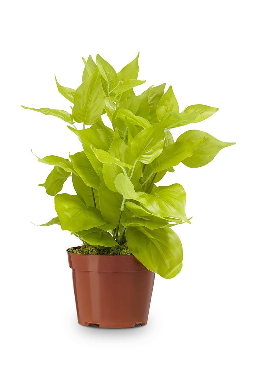 art_golden_pothos-2.jpg Trailing Golden Pothos Artificial Plant - Image 1