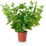 Compact Green Ivy Artificial Plant