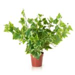Compact Variegated Ivy Artificial Plant