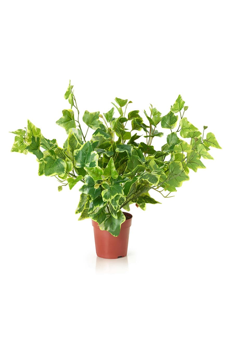 art_hedera_varigated_-40-2.jpg Compact Variegated Ivy Artificial Plant - Image 1