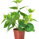 Green Philodendron Artificial Plant