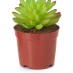 Mixed Artificial Succulent Arrangement