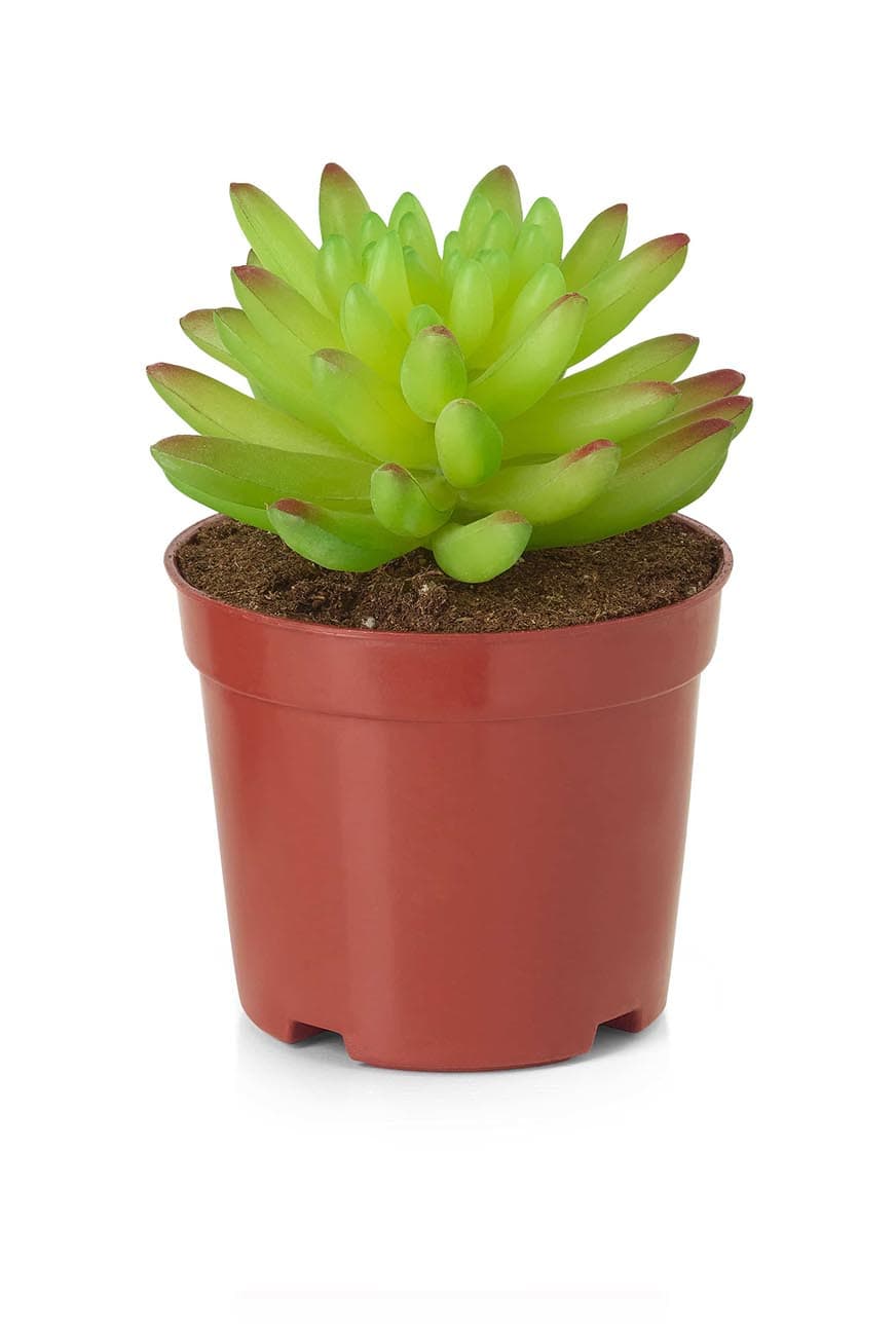 art_sacculent_4-2.jpg Mixed Artificial Succulent Arrangement - Image 1