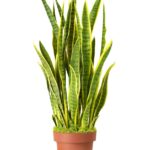 Laurentii Artificial Snake Plant